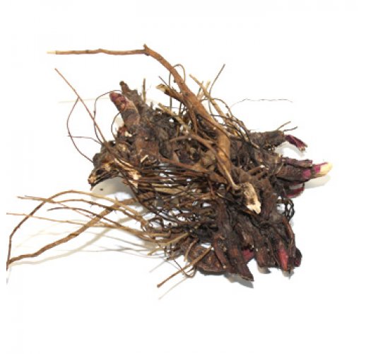 Echinacea purpurea, roots